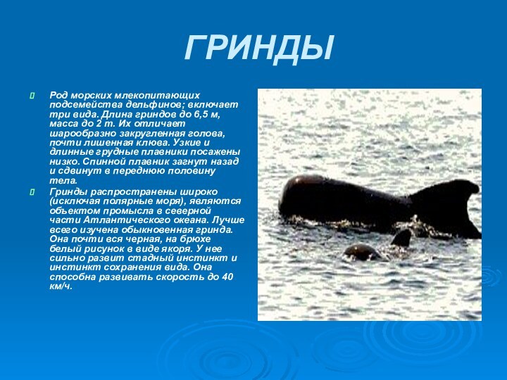 ГРИНДЫРод морских млекопитающих подсемейства дельфинов; включает три вида. Длина гриндов до 6,5