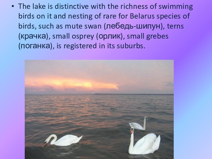 The lake is distinctive with the richness of swimming birds on it and nesting