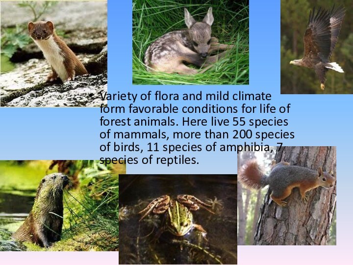 Variety of flora and mild climate form favorable conditions for life of forest animals.