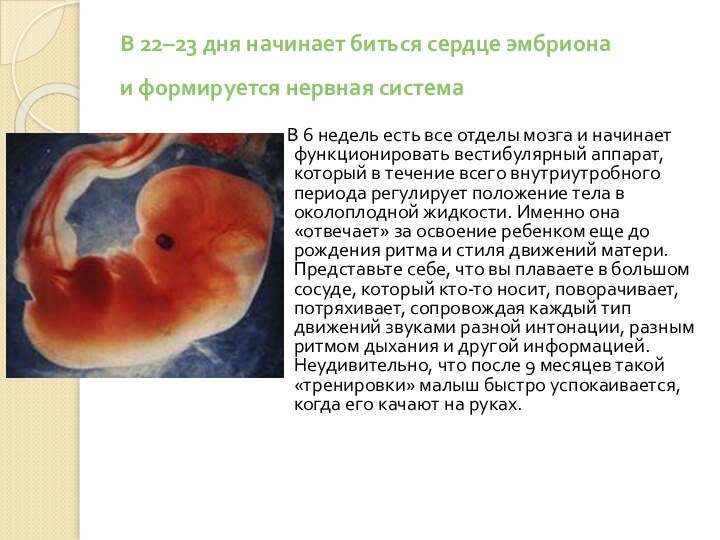 В 22–23 дня начинает биться сердце эмбриона  и формируется нервная система