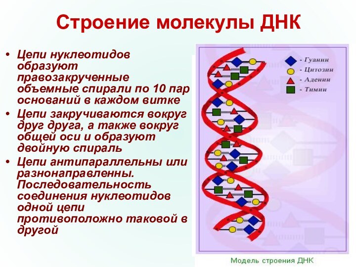 Строение молекулы ДНКЦепи нуклеотидов образуют правозакрученные объемные спирали по 10 пар оснований в каждом