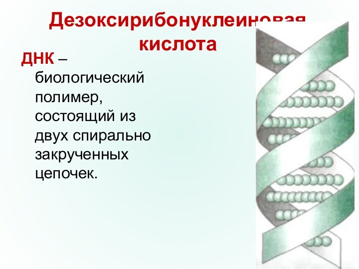 Дезоксирибонуклеиновая кислотаДНК –биологический полимер, состоящий из двух спирально закрученных цепочек.