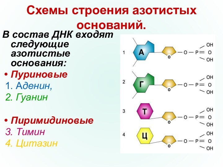 Схемы строения азотистых оснований.В состав ДНК входят следующие азотистые основания:Пуриновые 1. Аденин, 2. ГуанинПиримидиновые