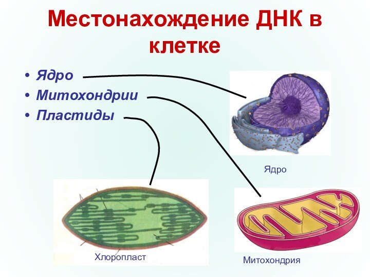 Местонахождение ДНК в клеткеЯдроМитохондрииПластидыХлоропластМитохондрияЯдро