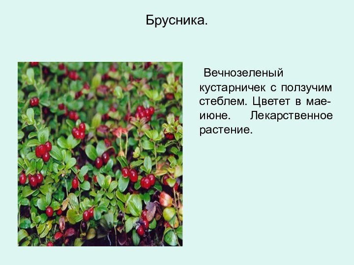 Брусника. 	Вечнозеленый кустарничек с ползучим стеблем. Цветет в мае-июне. Лекарственное растение.