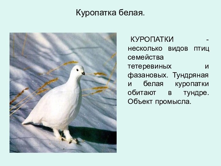 Куропатка белая. 	КУРОПАТКИ - несколько видов птиц семейства тетеревиных и фазановых. Тундряная и белая