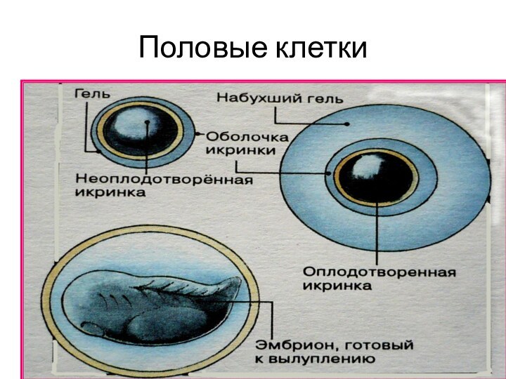 Половые клетки