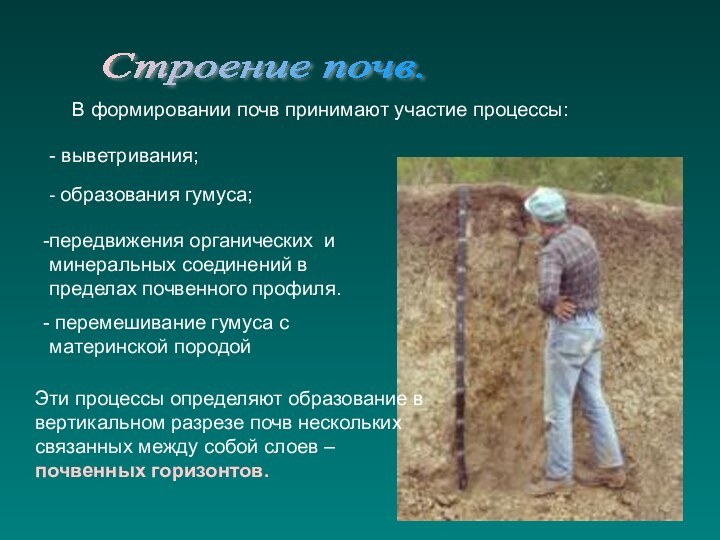Строение почв. В формировании почв принимают участие процессы:- выветривания;- образования гумуса;передвижения органических и