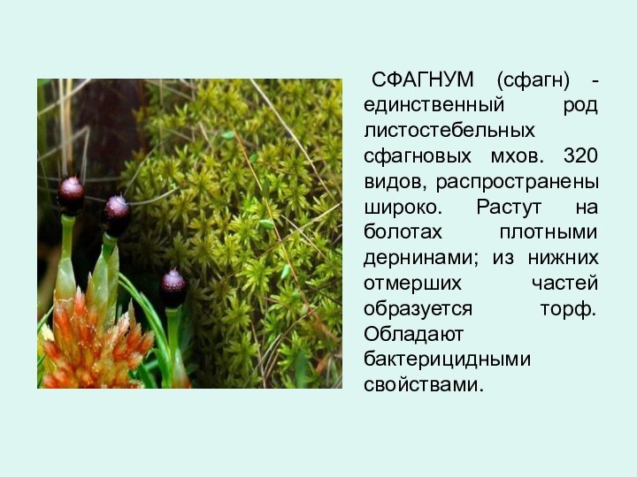 СФАГНУМ (сфагн) - единственный род листостебельных сфагновых мхов. 320 видов, распространены широко. Растут на