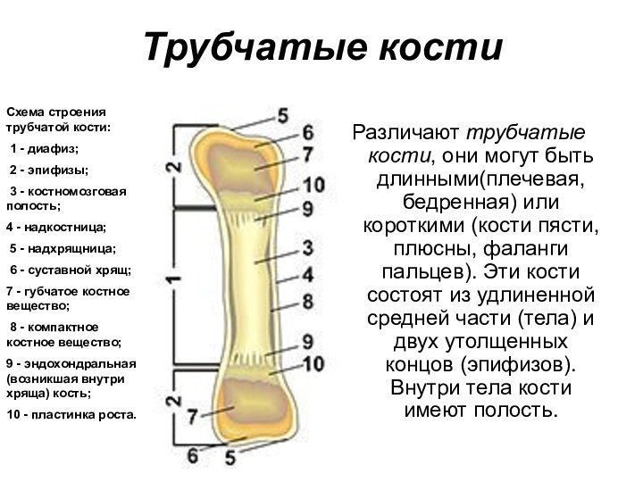 Трубчатые костиСхема строения трубчатой кости: 1 - диафиз; 2 - эпифизы; 3 - костномозговая