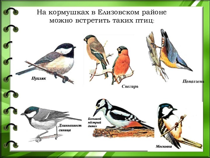 На кормушках в Елизовском районе можно встретить таких птиц:ПоползеньСнегирь