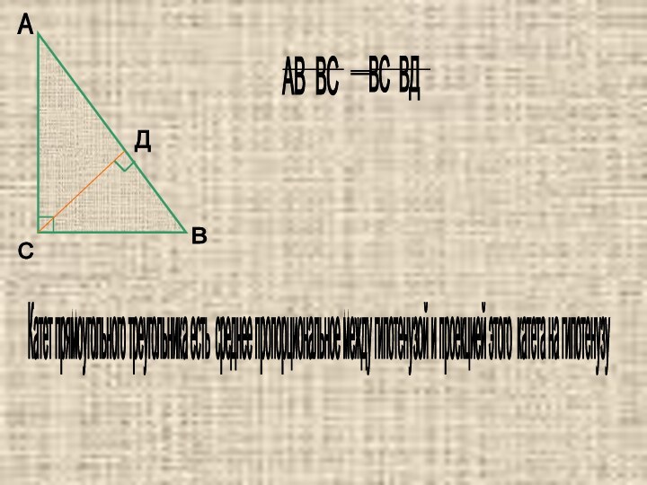 А В С Д Катет прямоугольного треугольника есть среднее пропорциональное между гипотенузой и проекцией