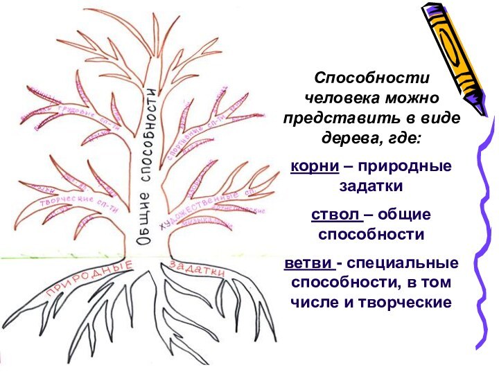 Способности человека можно представить в виде дерева, где:корни – природные задаткиствол – общие способностиветви