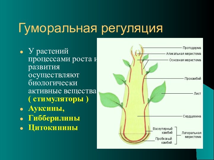 Гуморальная регуляция У растений процессами роста и развития осуществляют биологически активные вещества ( стимуляторы