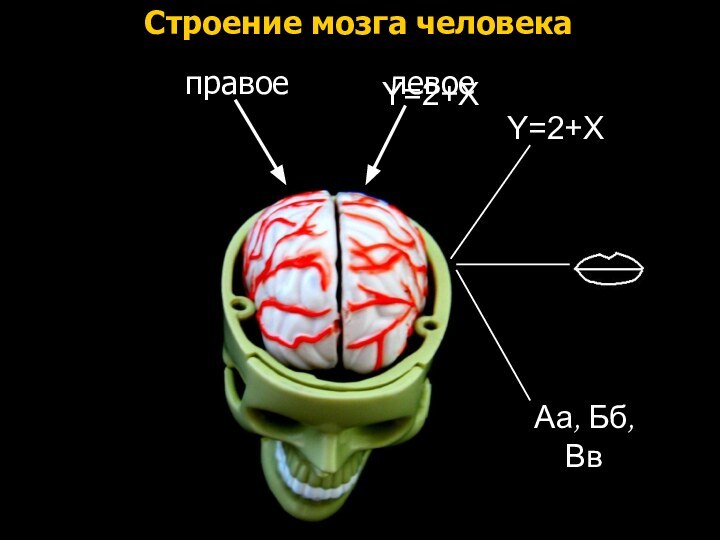 Аа, Бб, ВвY=2+X    правоеY=2+Xлевое Строение мозга человека