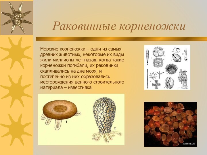 Раковинные корненожкиМорские корненожки – одни из самых древних животных, некоторые их виды жили миллионы