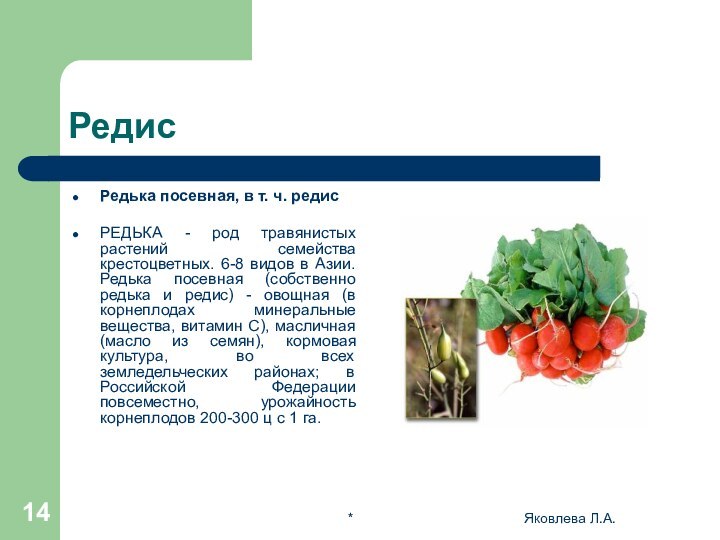 *Яковлева Л.А.РедисРедька посевная, в т. ч. редисРЕДЬКА - род травянистых растений семейства крестоцветных. 6-8
