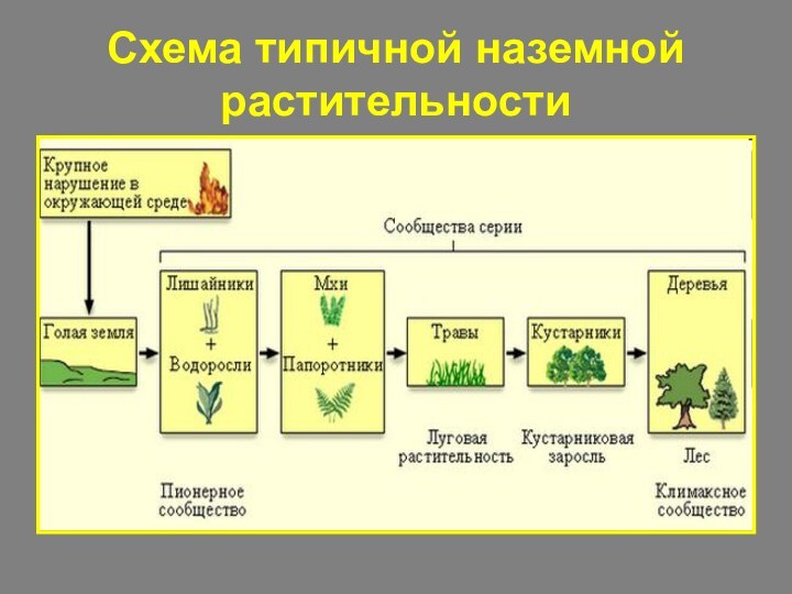 Схема типичной наземной растительности
