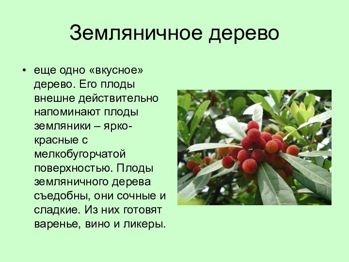 Земляничное деревоеще одно «вкусное» дерево. Его плоды внешне действительно напоминают плоды земляники – ярко-красные