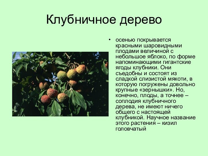 Клубничное деревоосенью покрывается красными шаровидными плодами величиной с небольшое яблоко, по форме напоминающими гигантские