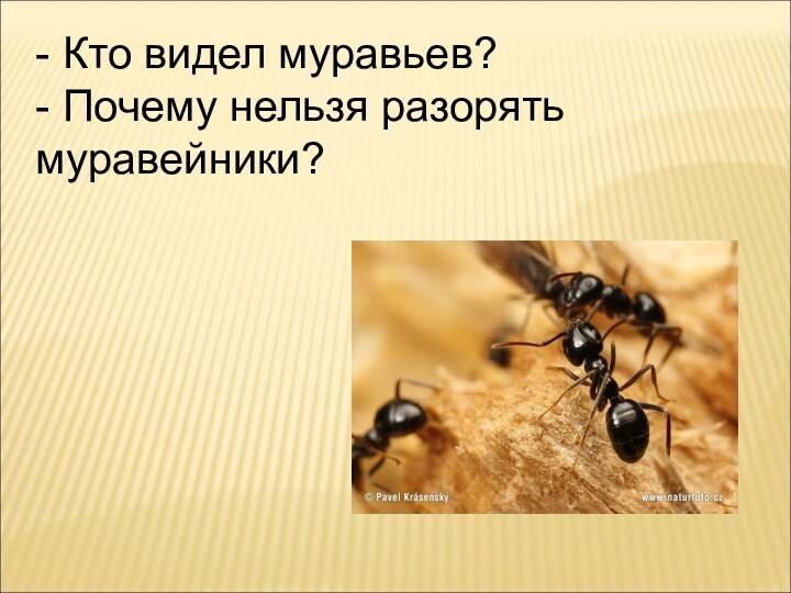 - Кто видел муравьев? - Почему нельзя разорять муравейники?