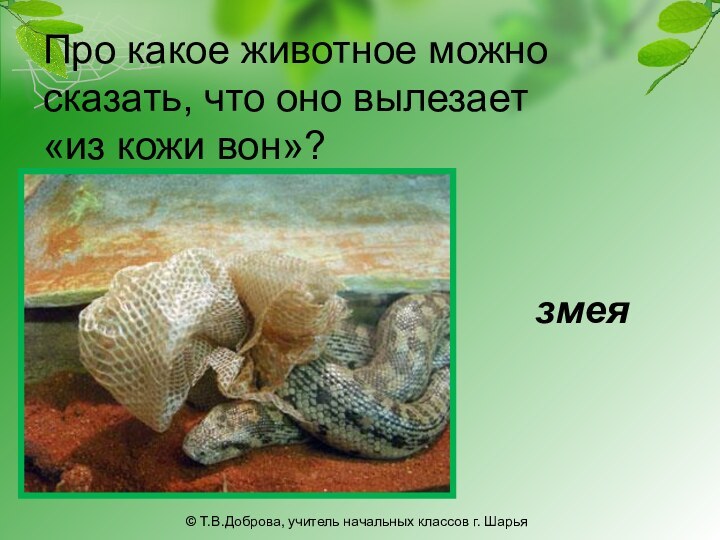Про какое животное можно сказать, что оно вылезает  «из кожи вон»? 	змея © Т.В.Доброва, учитель начальных классов г. Шарья