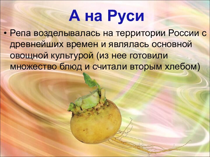 А на РусиРепа возделывалась на территории России с древнейших времен и являлась основной овощной