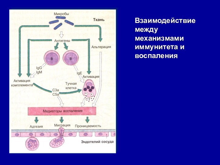 Взаимодействие между механизмами иммунитета и   воспаления