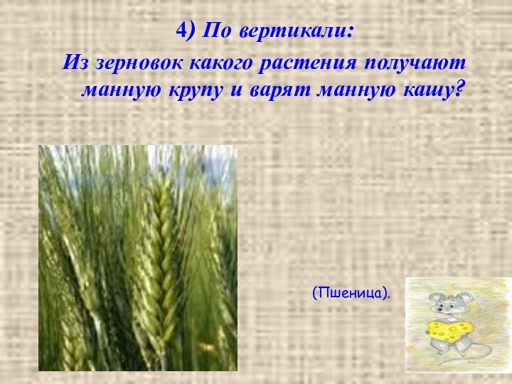 4) По вертикали:Из зерновок какого растения получают манную крупу и варят манную кашу? (Пшеница).