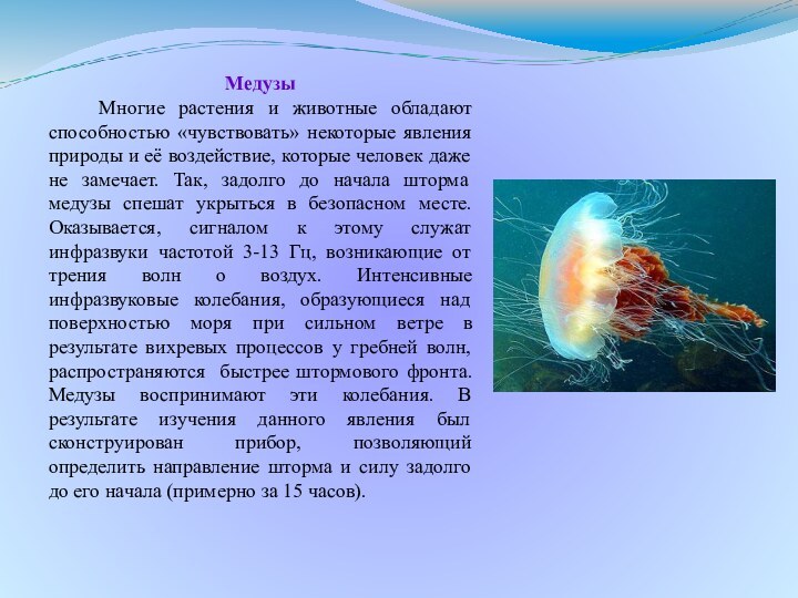 Медузы  Многие растения и животные обладают способностью «чувствовать» некоторые явления природы и её воздействие, которые человек даже не замечает. Так, задолго до начала шторма медузы спешат укрыться в безопасном месте. Оказывается, сигналом к этому служат инфразвуки частотой 3-13 Гц, возникающие