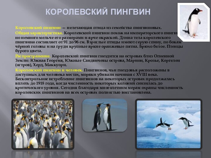 КОРОЛЕВСКИЙ ПИНГВИНКоролевский пингвин — нелетающая птица из семейства пингвиновых.Общая характеристика. Королевский пингвин похож на