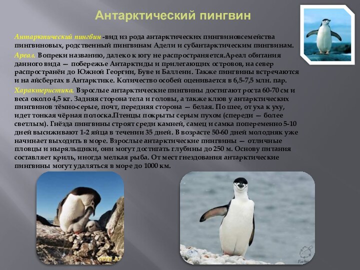 Антарктический пингвинАнтарктический пингвин -вид из рода антарктических пингвиновсемейства пингвиновых, родственный пингвинам Адели и субантарктическим