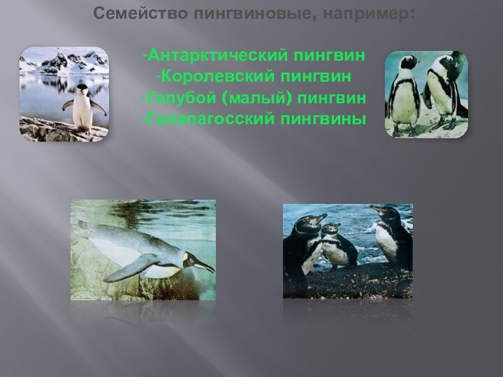 Семейство пингвиновые, например:  -Антарктический пингвин -Королевский пингвин -Голубой