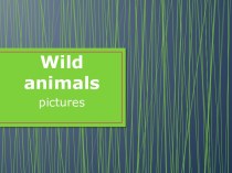 Wild animals pictures