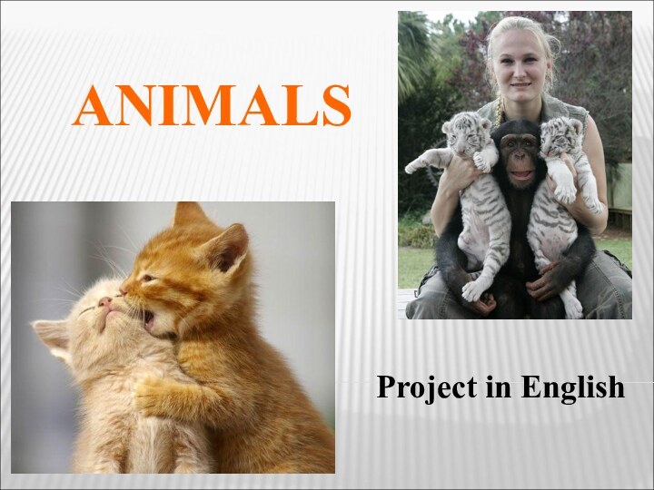 ANIMALSProject in English
