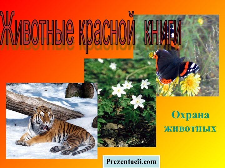 Животные красной книги Охрана животныхPrezentacii.com