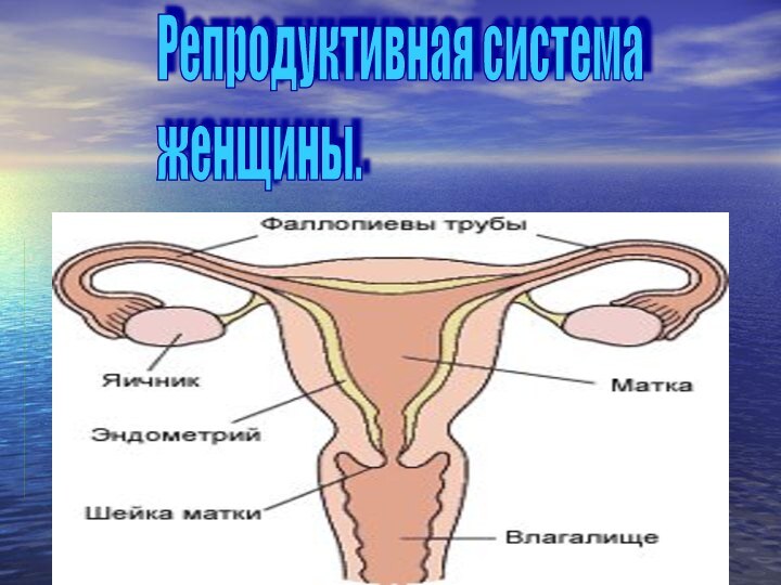 Репродуктивная система  женщины.