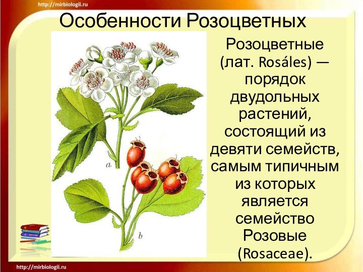 Особенности РозоцветныхРозоцветные (лат. Rosáles) — порядок двудольных растений, состоящий из девяти семейств,