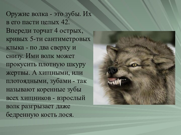 Оружие волка - это зубы. Их в его пасти целых 42.