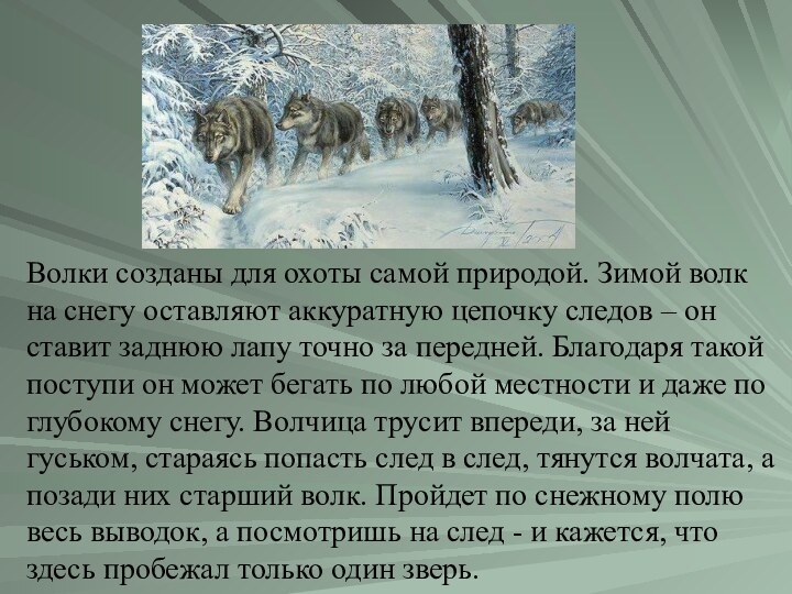 Волки созданы для охоты самой природой. Зимой волк на снегу оставляют