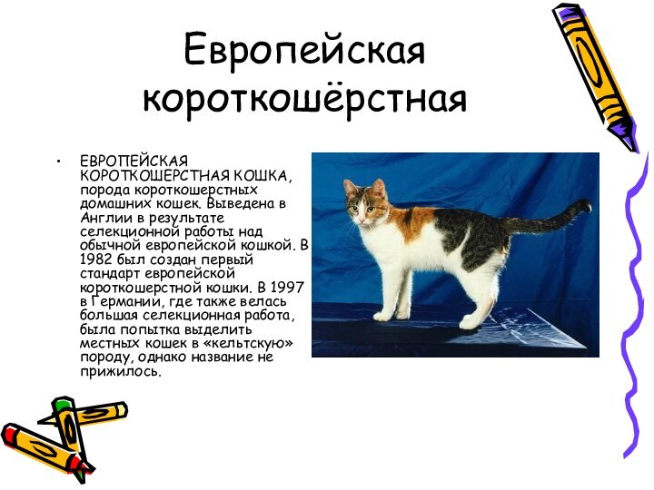 Реферат: Среднеевропейская лесная кошка