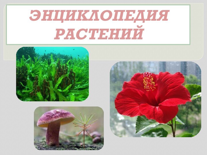 Энциклопедия растений