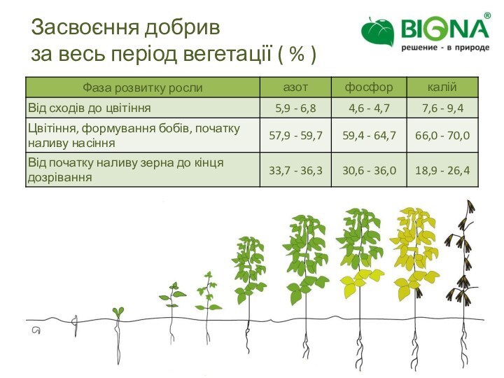 Засвоєння добривза весь період вегетації ( % )