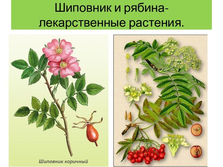 Шиповник и рябина- лекарственные растения.