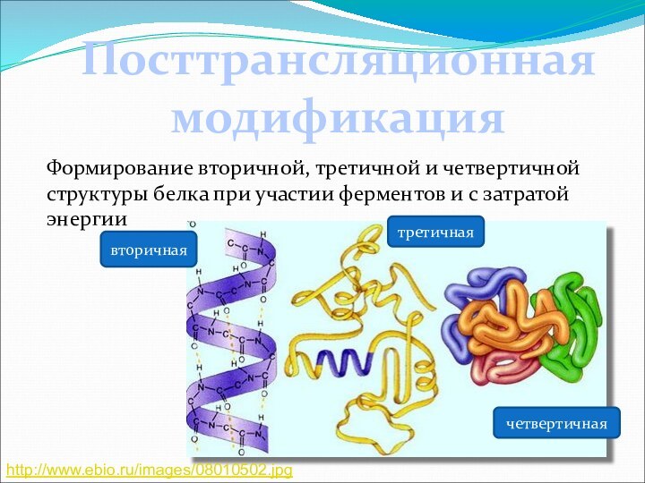 Посттрансляционная модификацияФормирование вторичной, третичной и четвертичной структуры белка при участии ферментов и с затратой энергиивторичнаятретичнаячетвертичнаяhttp://www.ebio.ru/images/08010502.jpg