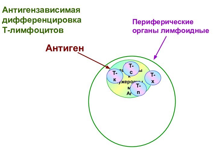 Периферические органы лимфоидныеТ-л рецепторы к чужероднымАгАнтигенТ-кТ-сТ-пТ-хАнтигензависимая дифференцировка Т-лимфоцитов