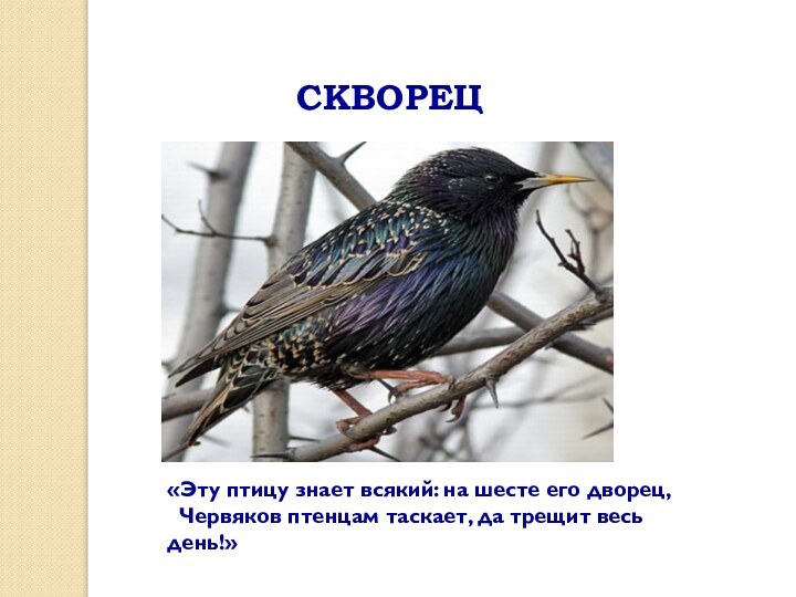 СКВОРЕЦ«Эту птицу знает всякий: