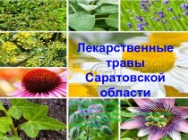Лекарственные растения Саратовской обл