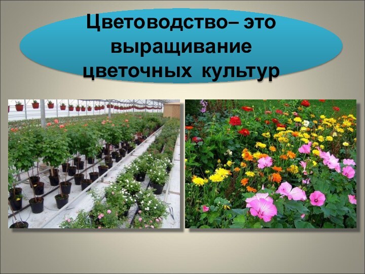 Цветоводство– это выращивание цветочных культур