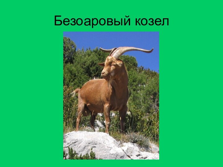 Безоаровый козел